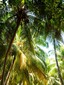 holiday island resort maldives palms