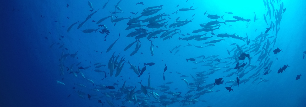 Dhawa Ihuru house reef