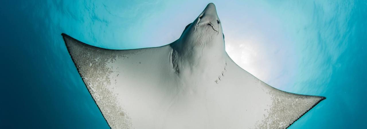 ayada maldives manta