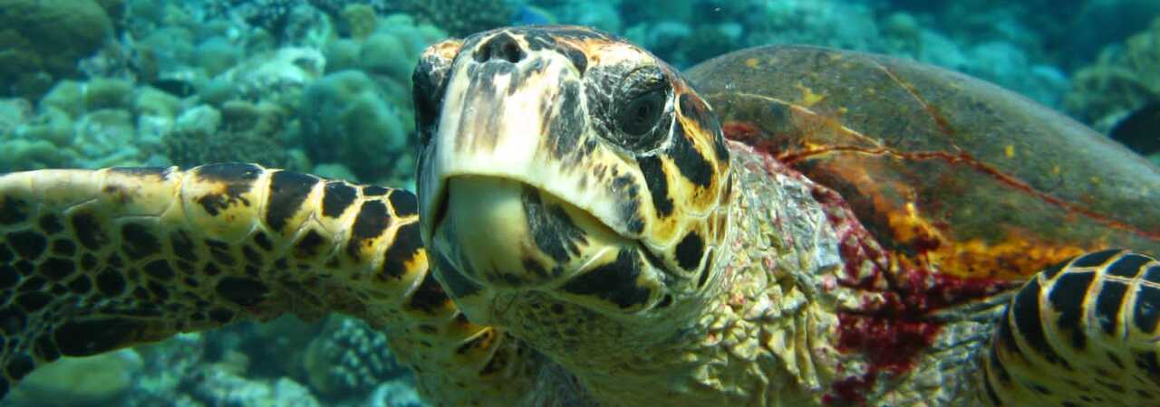 Brennia Kottefaru turtle snorkelling