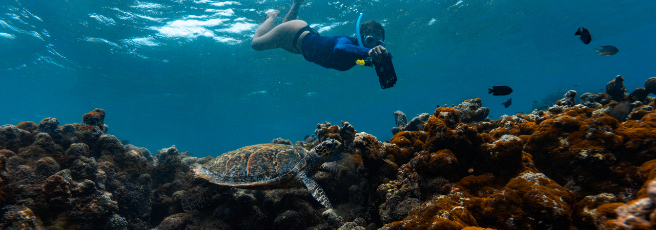 Cinnamon Dhonveli diving turtle