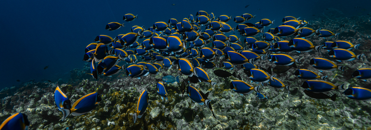 Cinnamon Dhonveli snorkelling