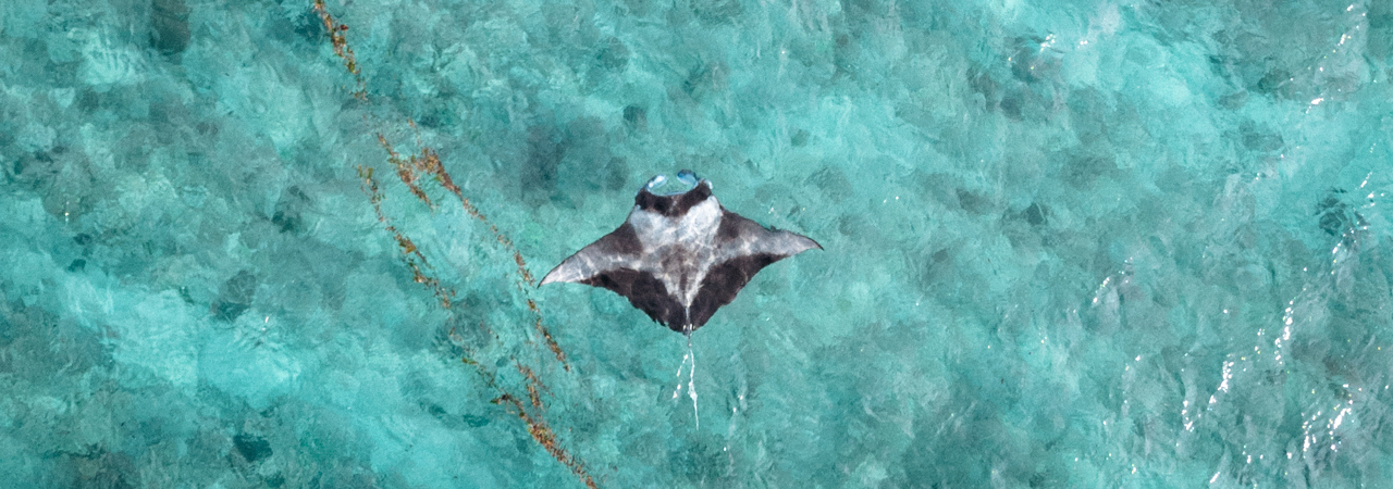 Cinnamon Hakuraa Huraa manta ray