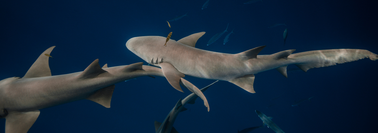 Cinnamon Velifushi nurse sharks