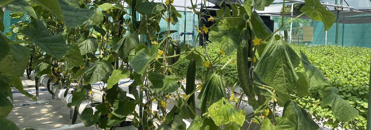 Hydroponic garden 1