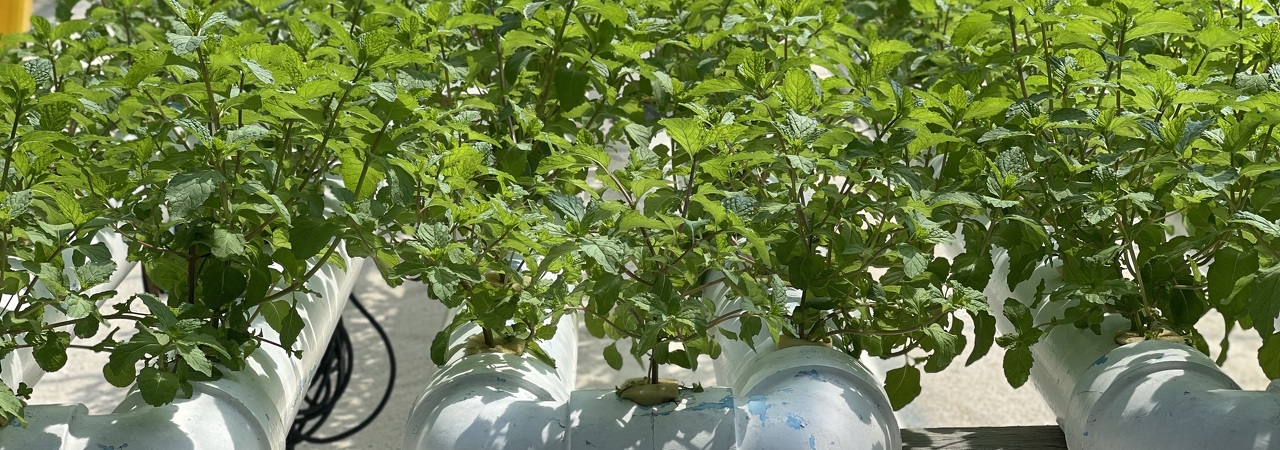 Hydroponic garden 2