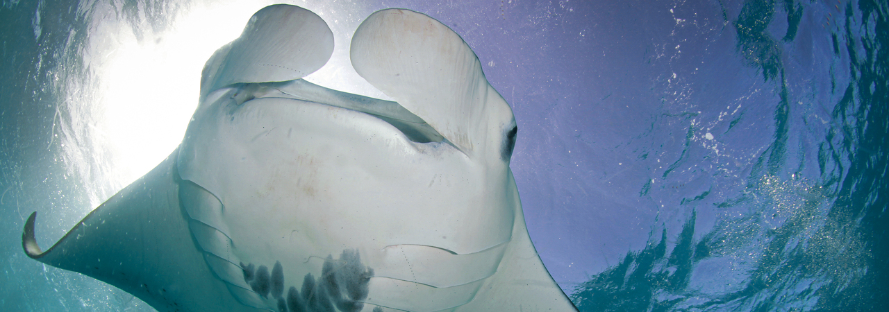 Manta ray
