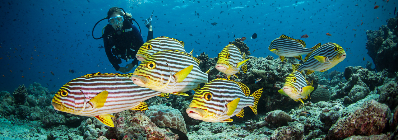 Diving South Ari Atoll
