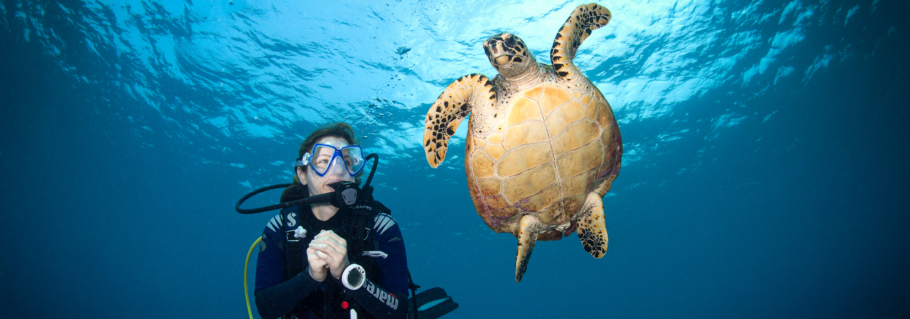 Diving with a turtle