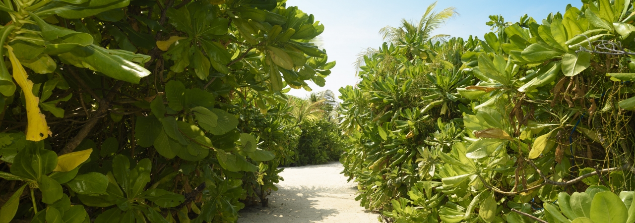 Dhigufaru Maldives