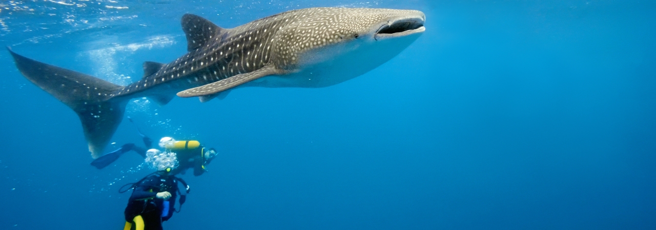 Dhigufaru Maldives