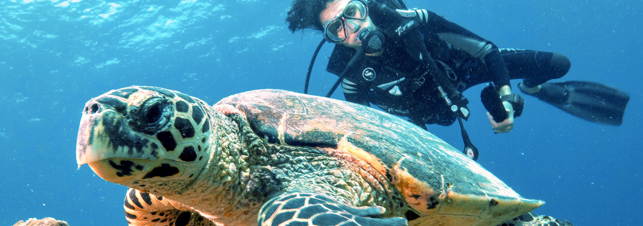 Diamonds Thudufushi diving turtle