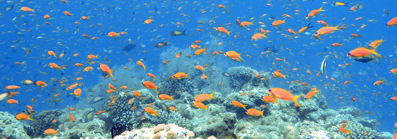 Diamonds Thudufushi reef