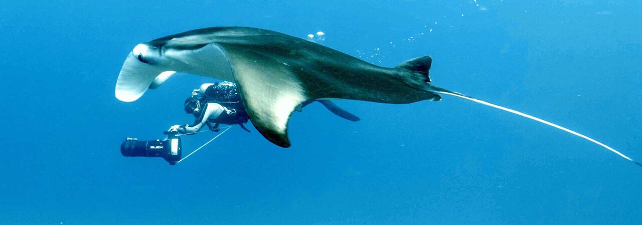 Diamonds Thudufushi manta