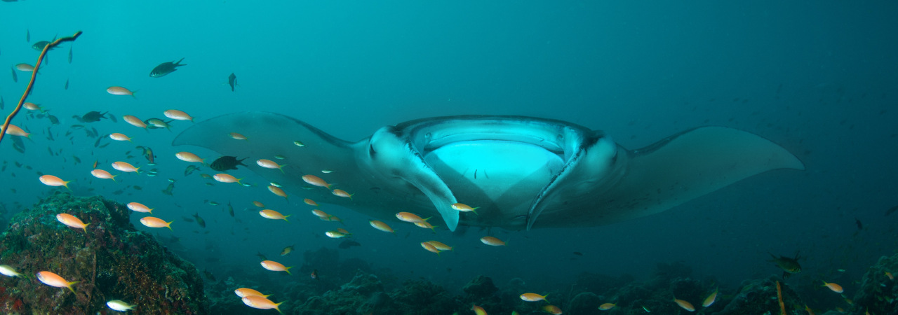 Diamonds Thudufushi manta ray