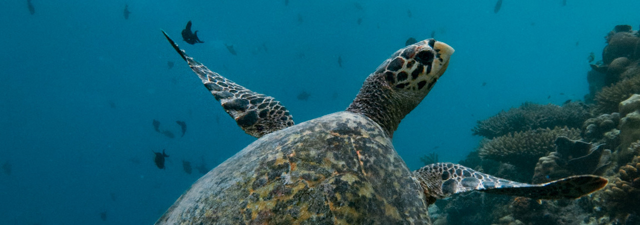 Cinnamon Ellaidhoo turtle