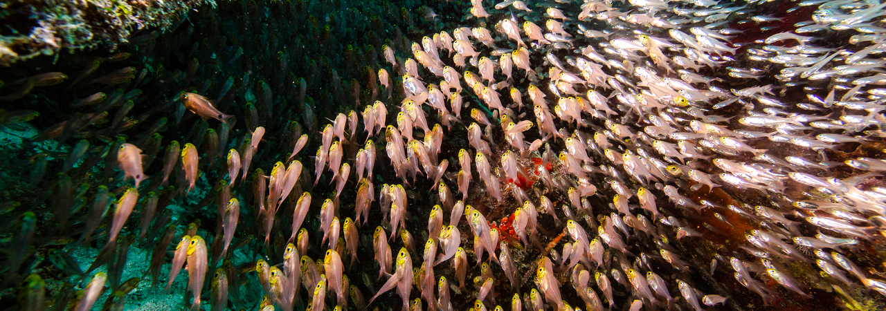 Embudu Village house reef snorkelling