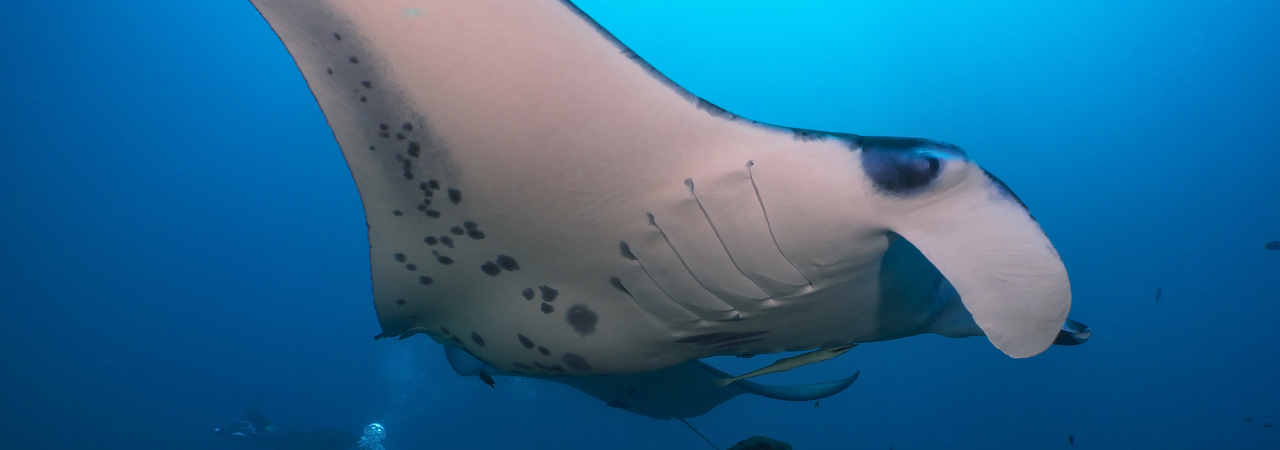 Embudu Village diving manta ray