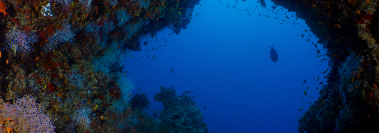 Embudu Village house reef snorkelling 3