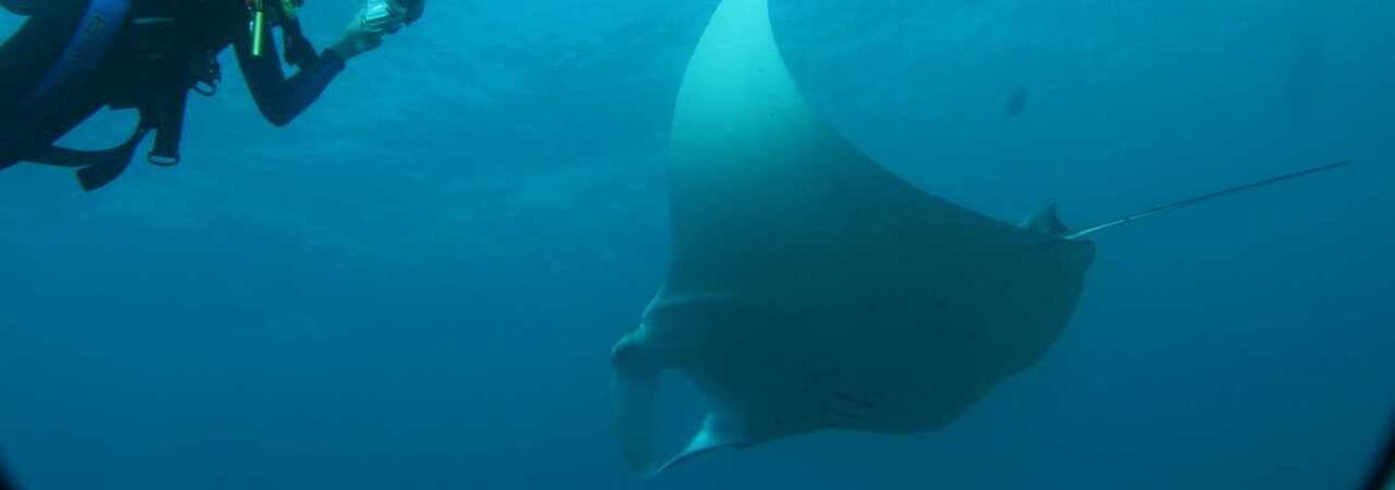 fihalhohi resort maldives bargain cheap holiday diving manta ray
