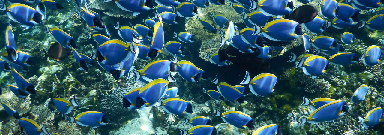 fihalhohi resort maldives bargain cheap holiday reef 1