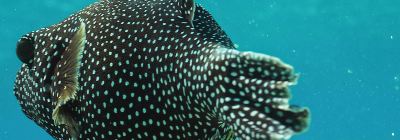 Filitheyo Island Resort Maldives puffer fish house reef snorkelling