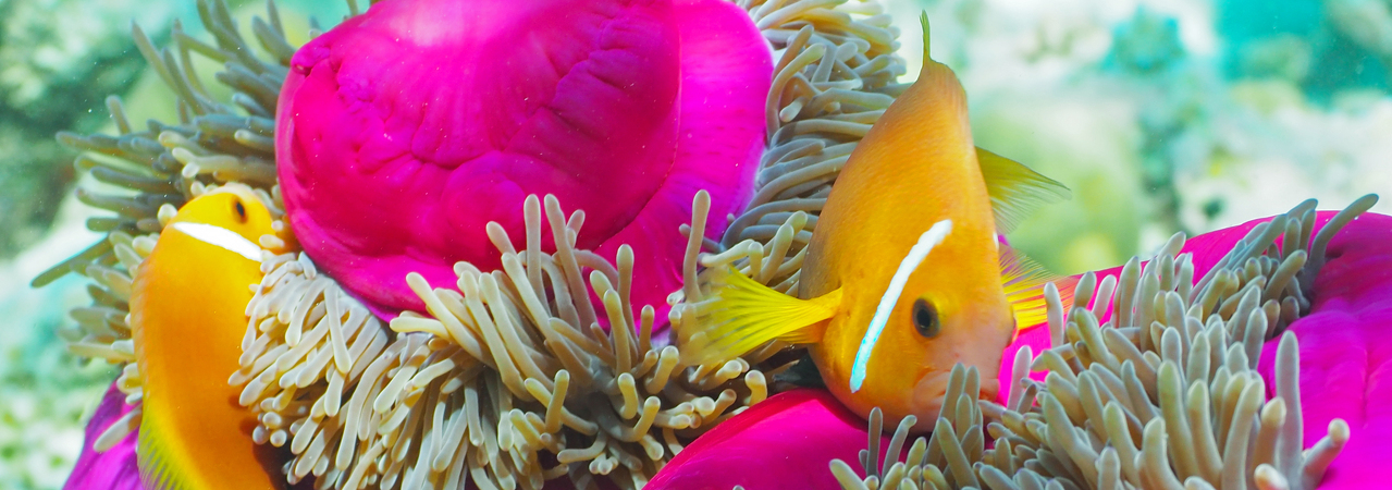 Filitheyo Island Resort Maldives house reef snorkelling coral clown fish
