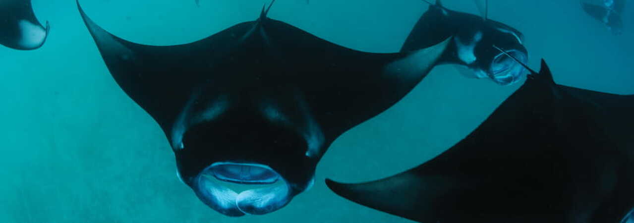 Four Seasons Landaa Giraavaru mantas