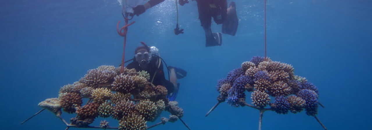 Four Seasons Landaa Giraavaru coral planting
