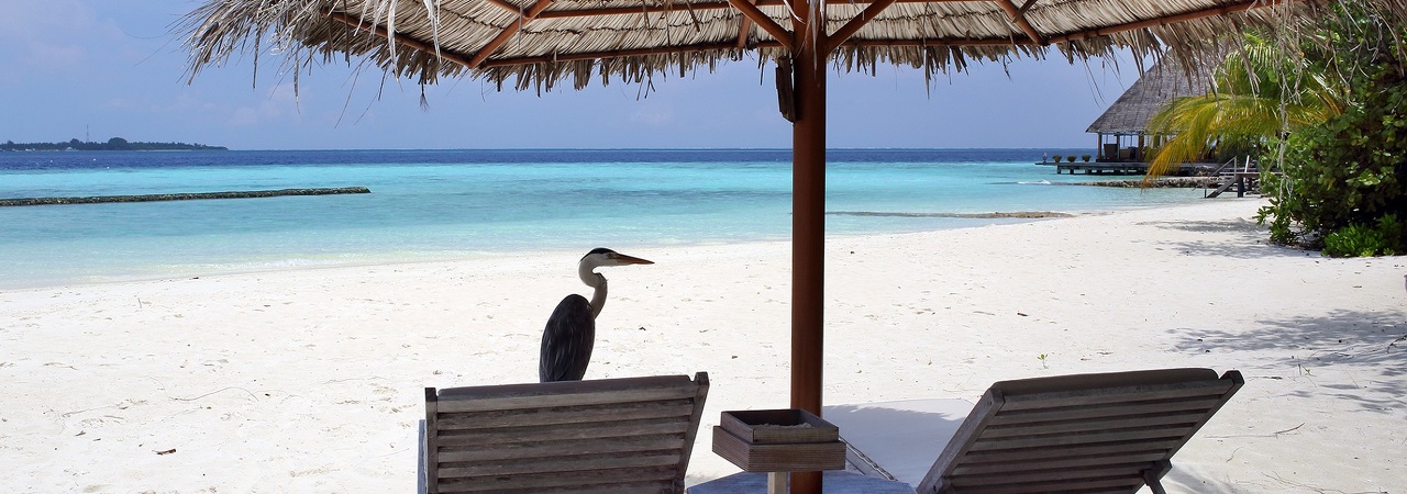 Gangehi Island Maldives