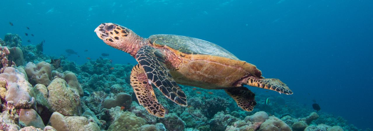 InterContinental Maamunagau Resort and Spa Maldives&nbsp;