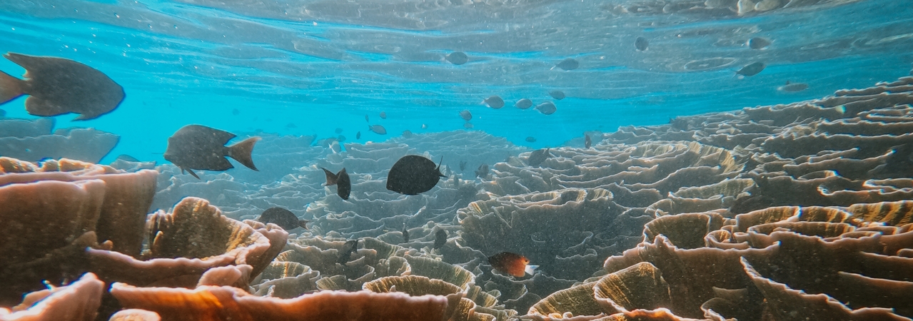 Joy Island Maldives house reef snorkelling