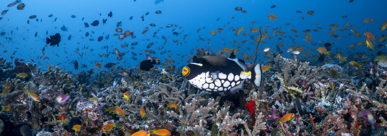 COMO Maalifushi reef