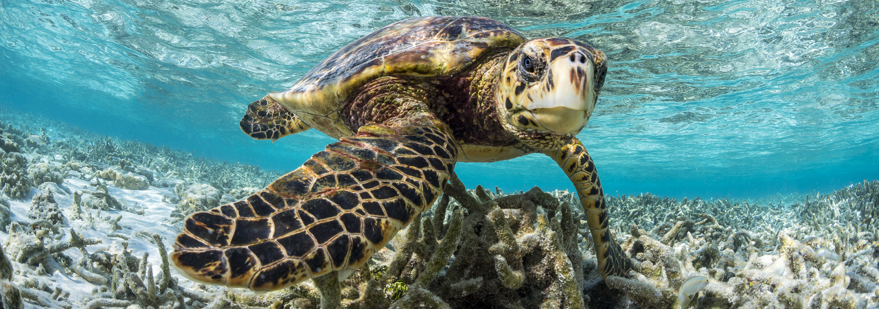 COMO Maalifushi turtle on the reef