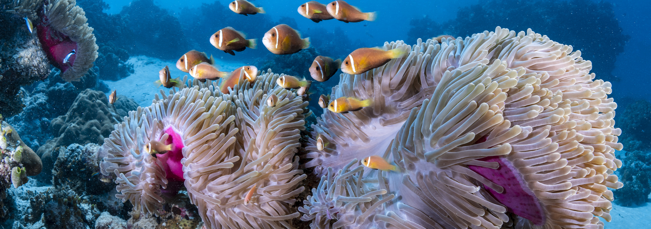 COMO Maalifushi house reef
