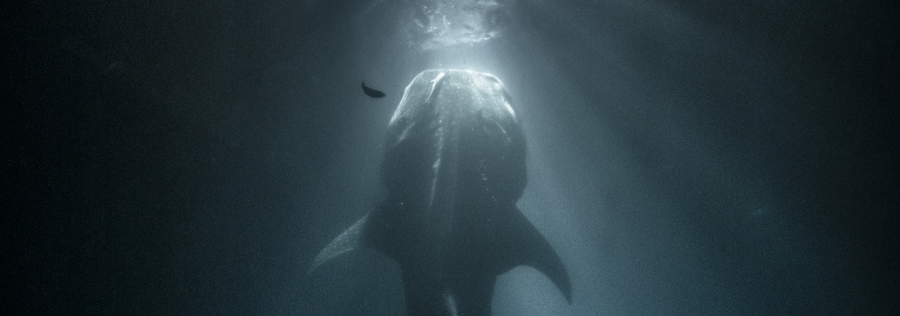 COMO Maalifushi whale shark night snorkel