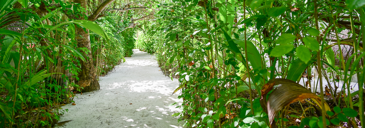 Makunudu Island resort maldives jungle path