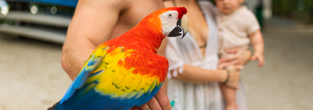 Malahini Kuda Bandos parrot&nbsp;