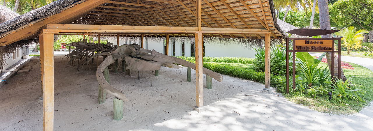 Meeru Island Resort Maldives whale skeleton