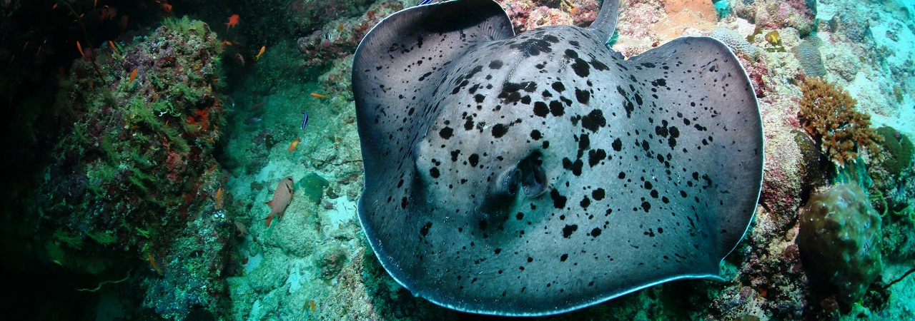 Mirihi Island Resort Maldives