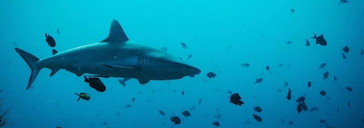 Nika resort Maldives diving with sharks