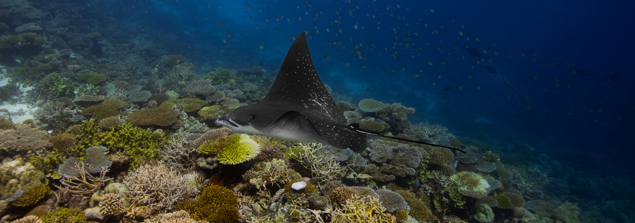 The Halcyon Private Isles Maldives snorkelling reef