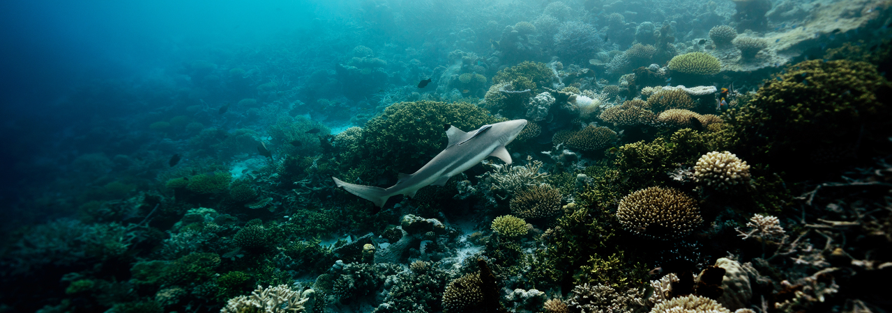 The Halcyon Private Isles Maldives snorkelling reef