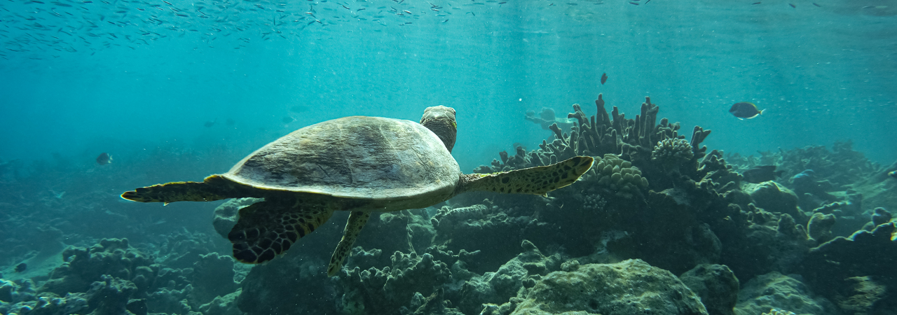 The Halcyon Private Isles Maldives snorkelling reef turtle