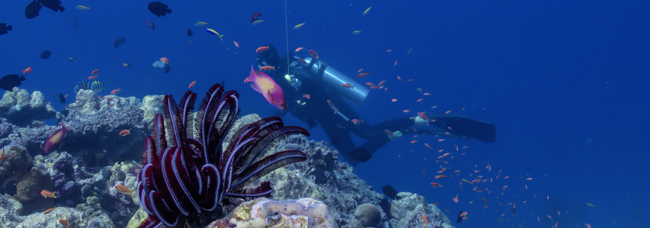 Robinson Club Noonu Maldives resort diving snorkelling house reef