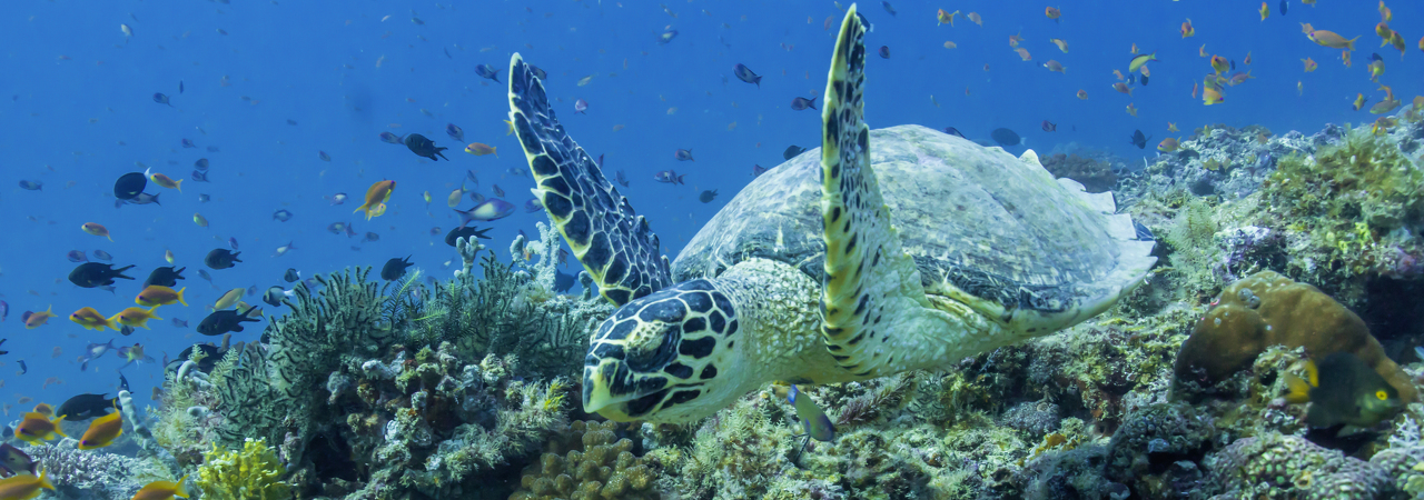 Robinson Club Noonu Maldives resort diving snorkelling house reef