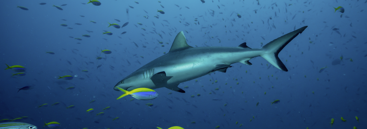 Robinson Club Noonu Maldives resort diving snorkelling house reef