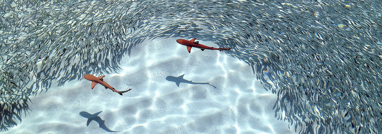 Robinson Club resort Maldives house reef snorkelling 5