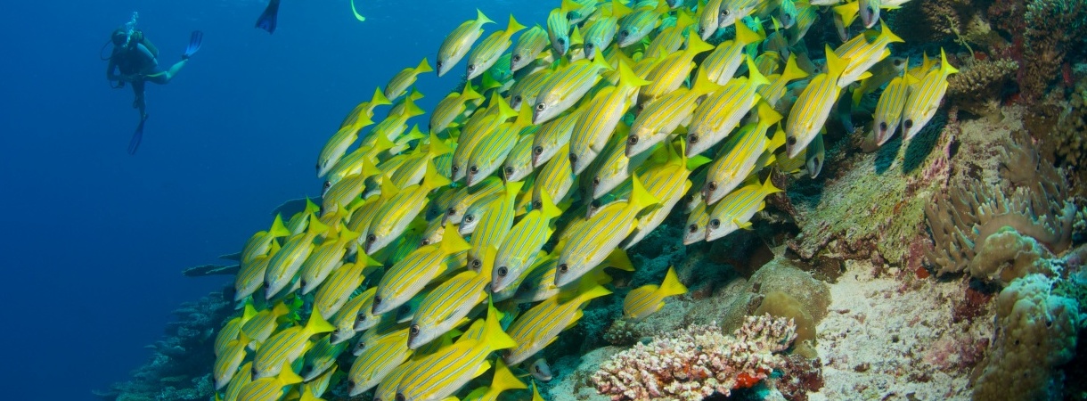 Six Senses Latitude Laamu Diving from Laamu