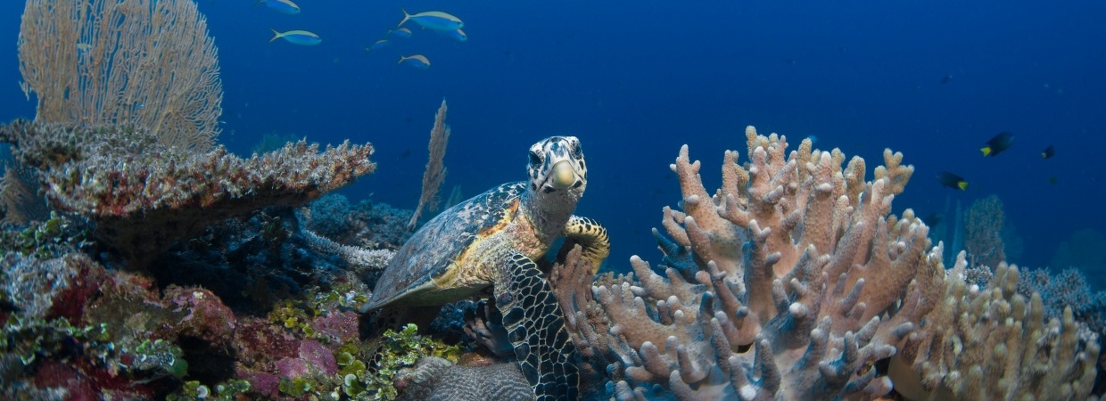 Six Senses Latitude Laamu Diving